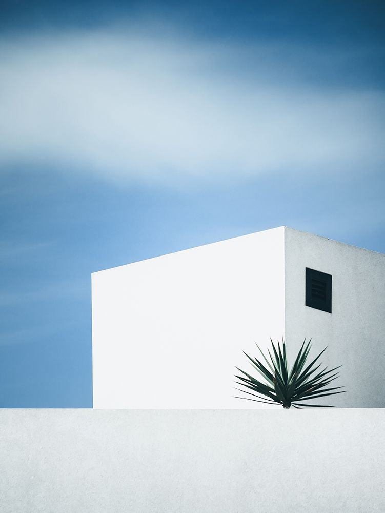 Palm tree