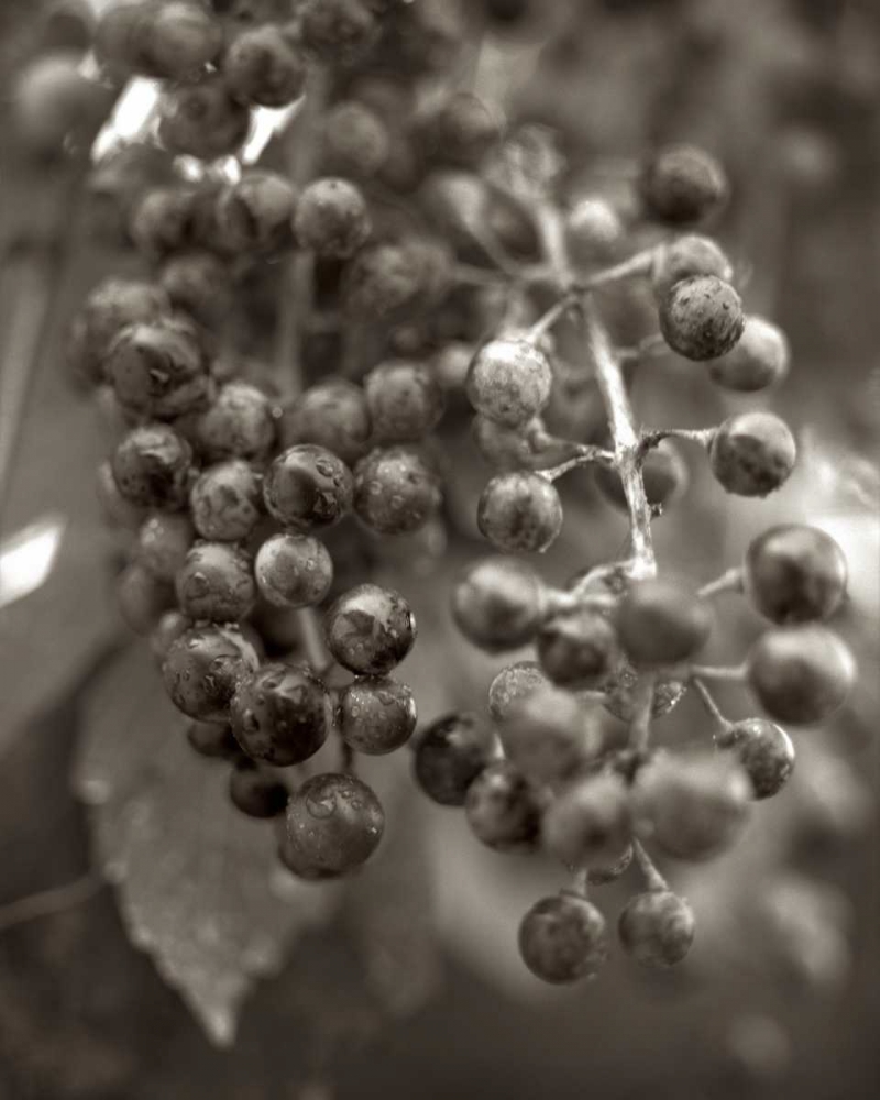 Florison - 9