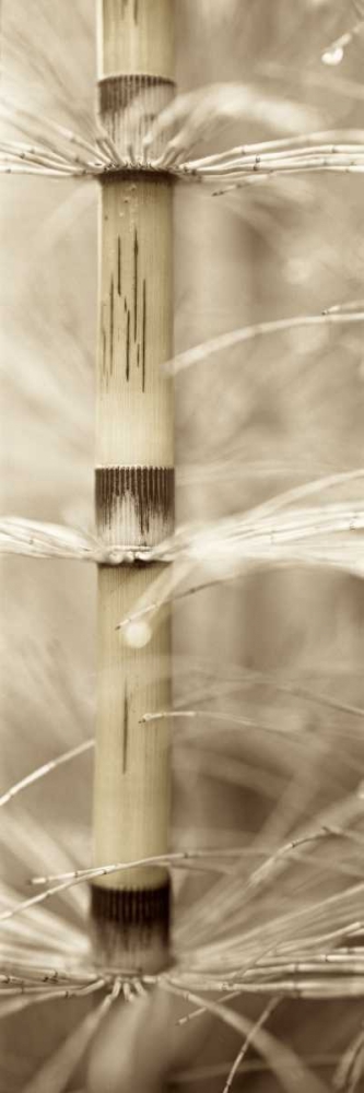 Florison - 93