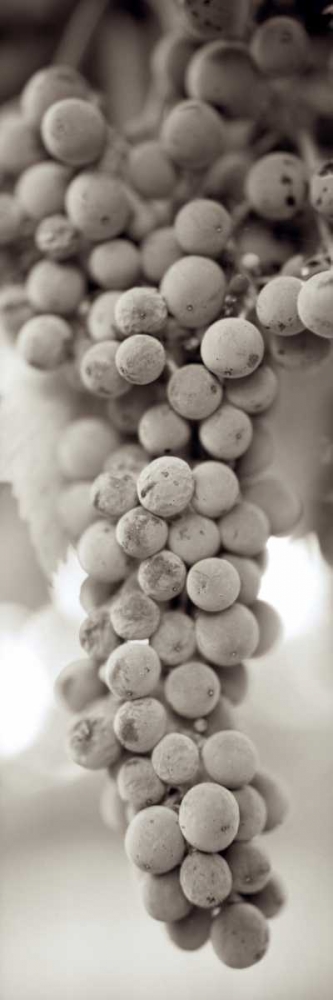 Grapes Pano - 9