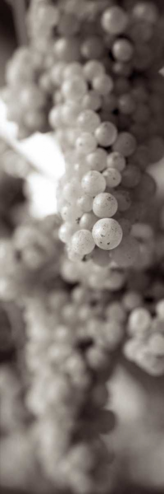 Grapes Pano - 10