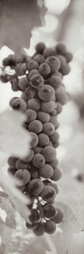 Grapes Pano - 2