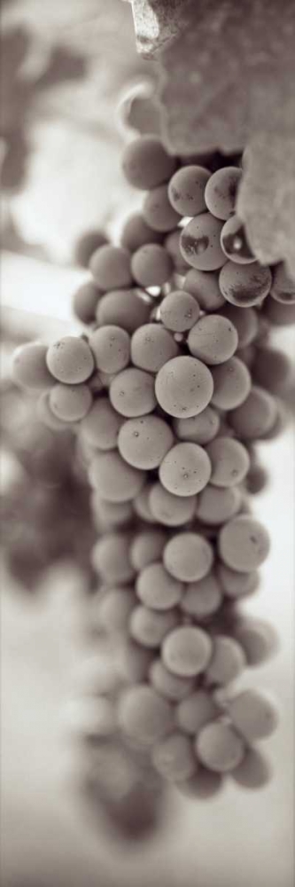 Grapes Pano - 3