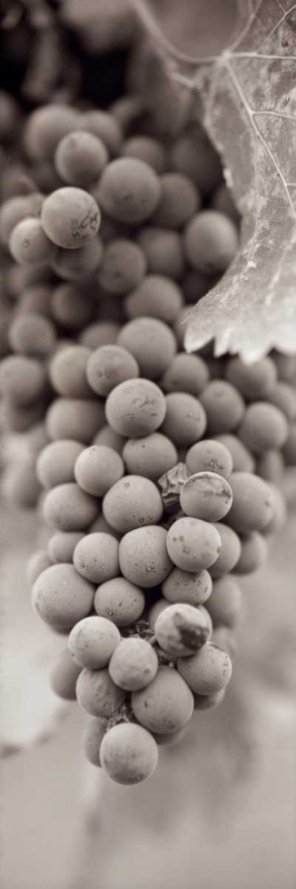 Grapes Pano - 1