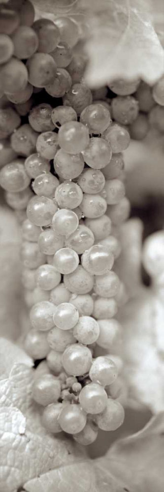 Grapes Pano - 12