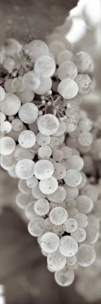 Grapes Pano - 13