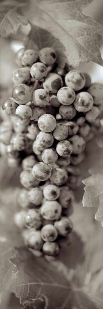 Grapes Pano - 14