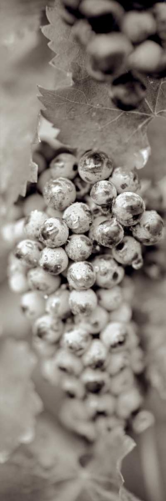 Grapes Pano - 16