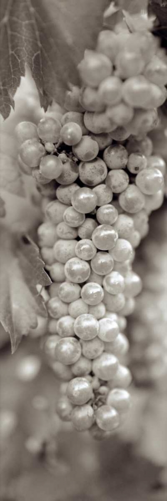 Grapes Pano - 18