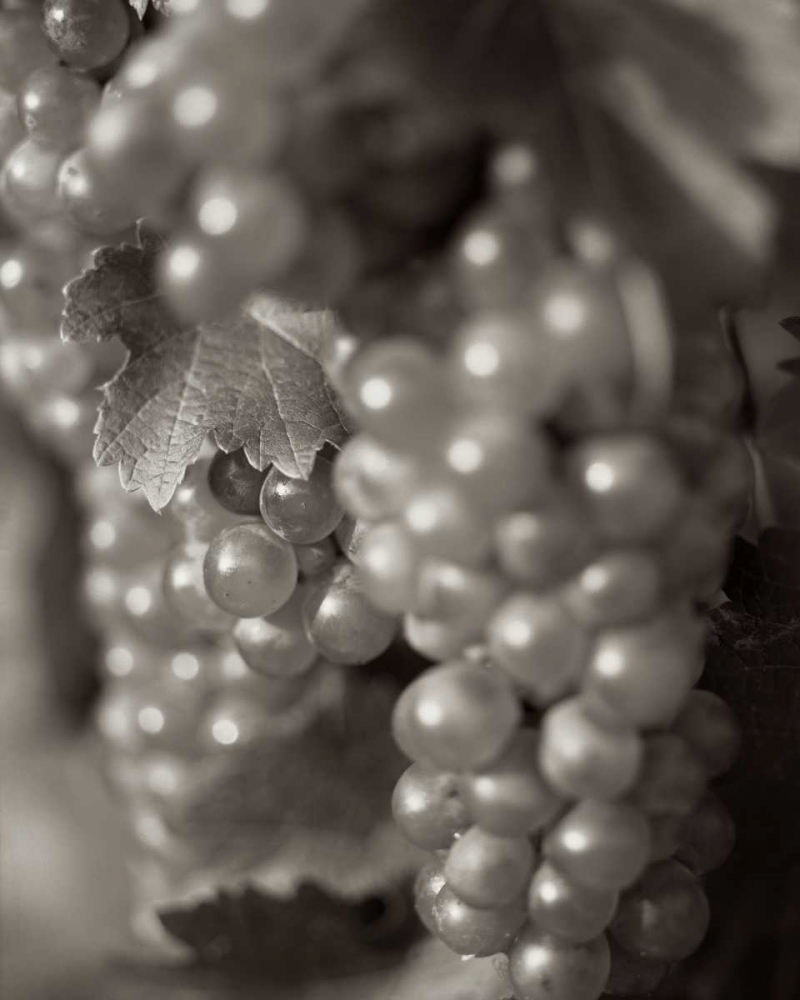 Grapes - 19