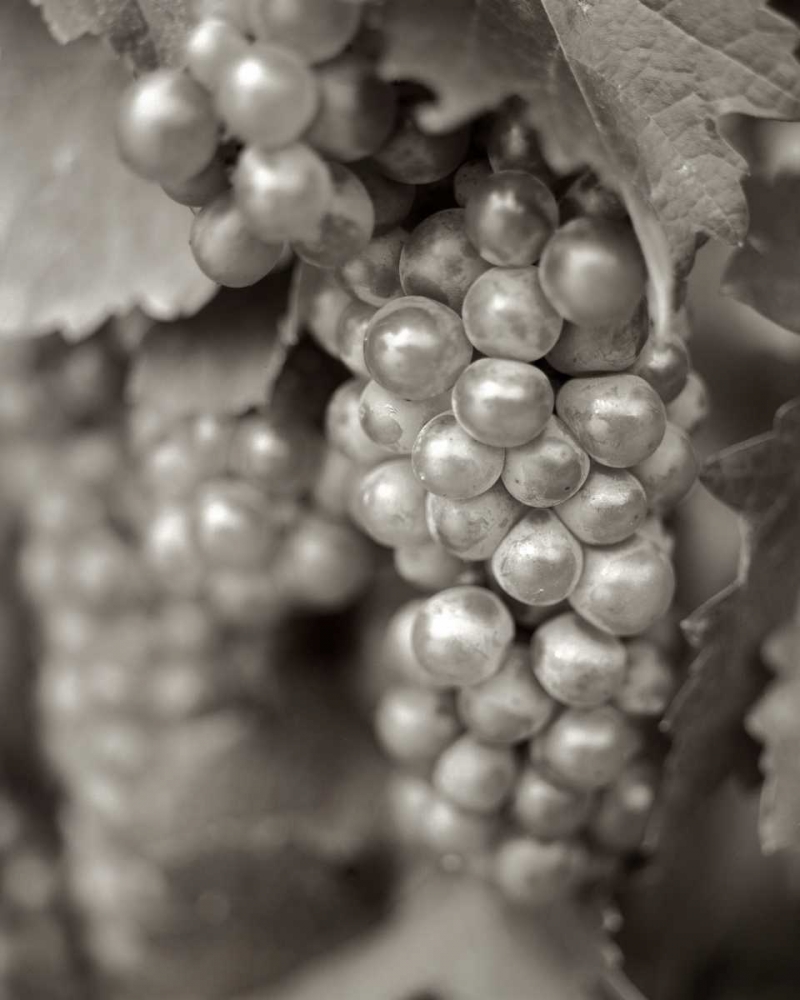 Grapes - 20