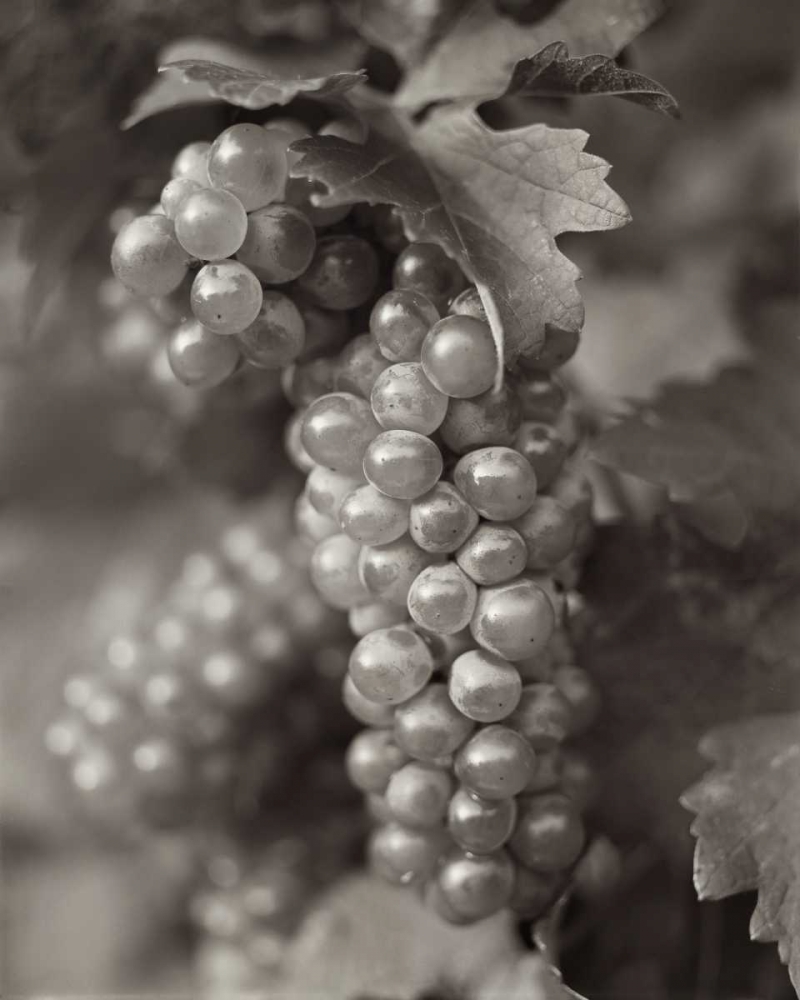 Grapes - 21