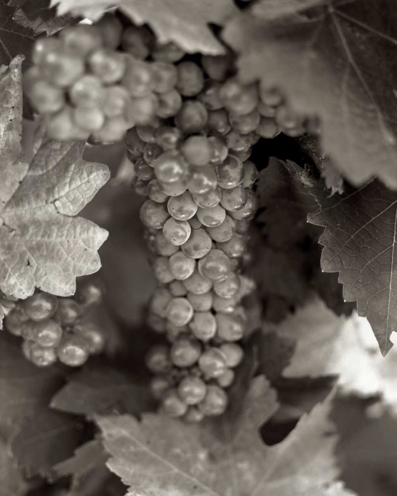 Grapes - 22