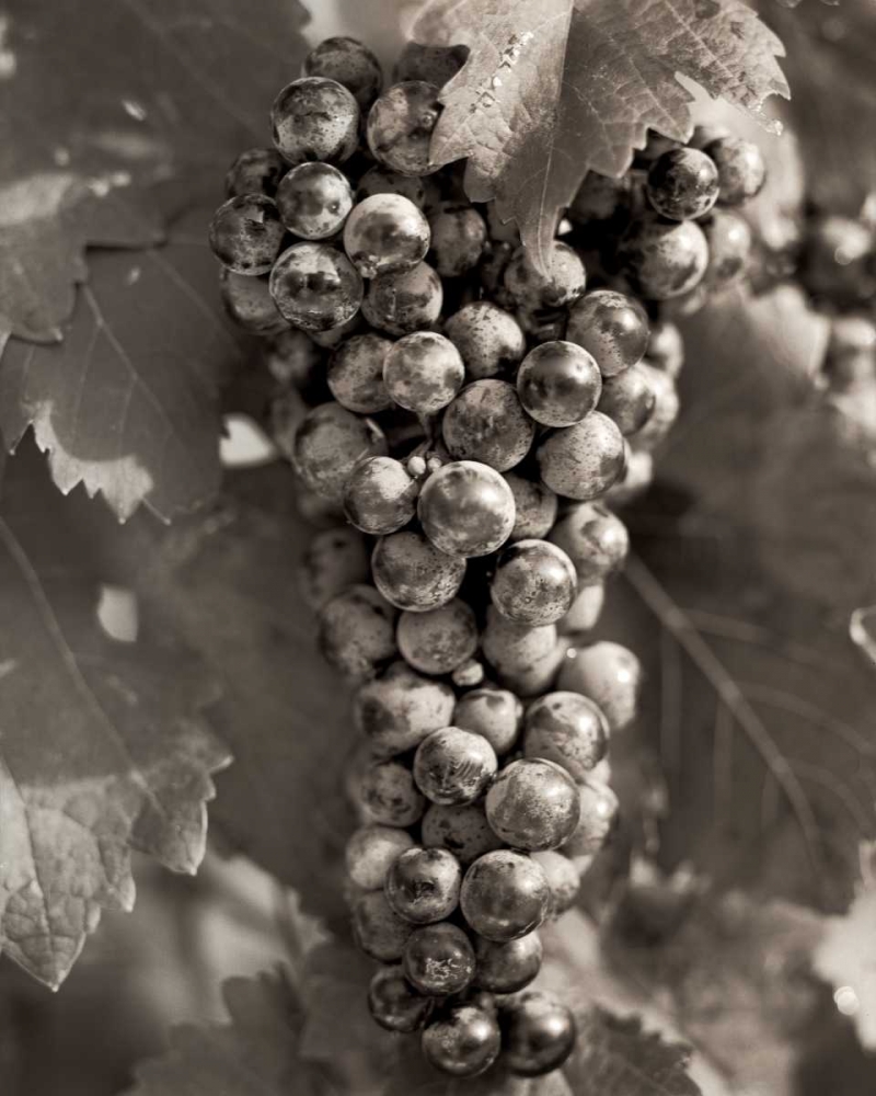 Grapes - 23