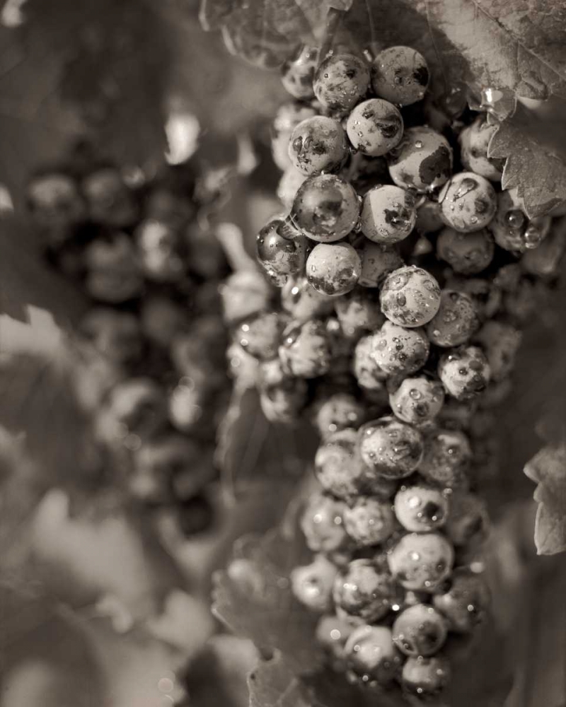 Grapes - 24