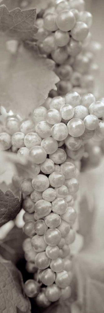 Grapes Pano - 7