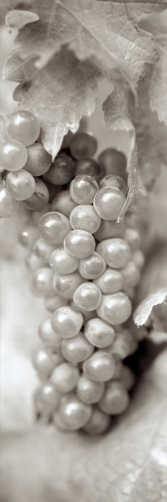 Grapes Pano - 5