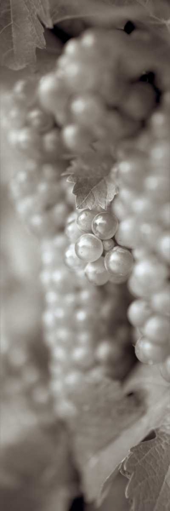 Grapes Pano - 4