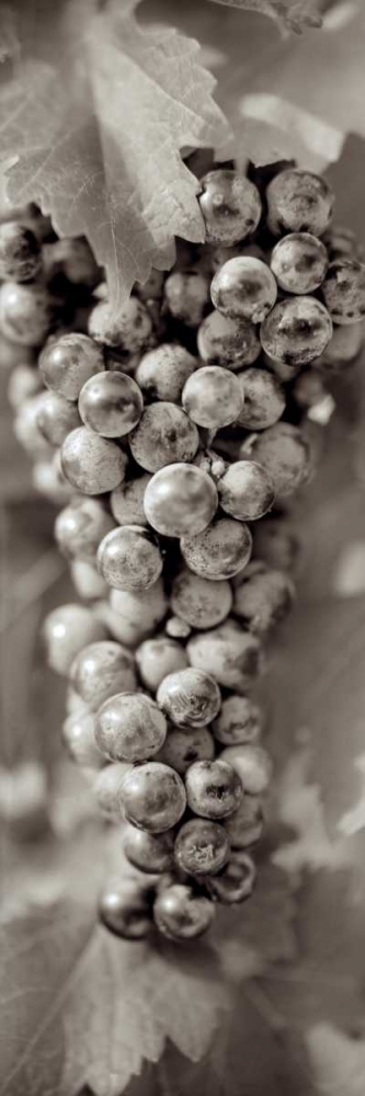 Grapes Pano - 8