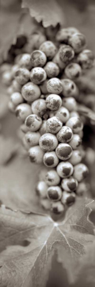 Grapes Pano - 6