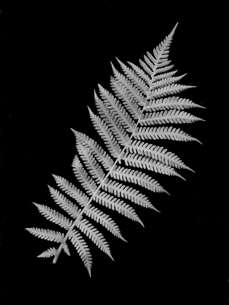 Floral B-W - 18