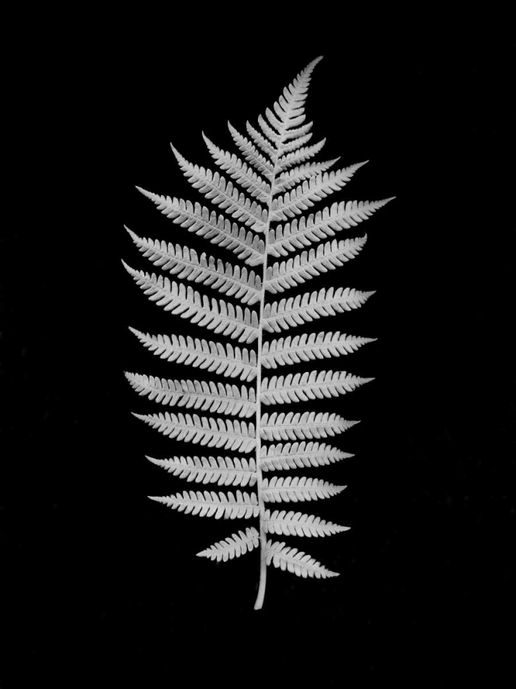 Floral B-W - 19