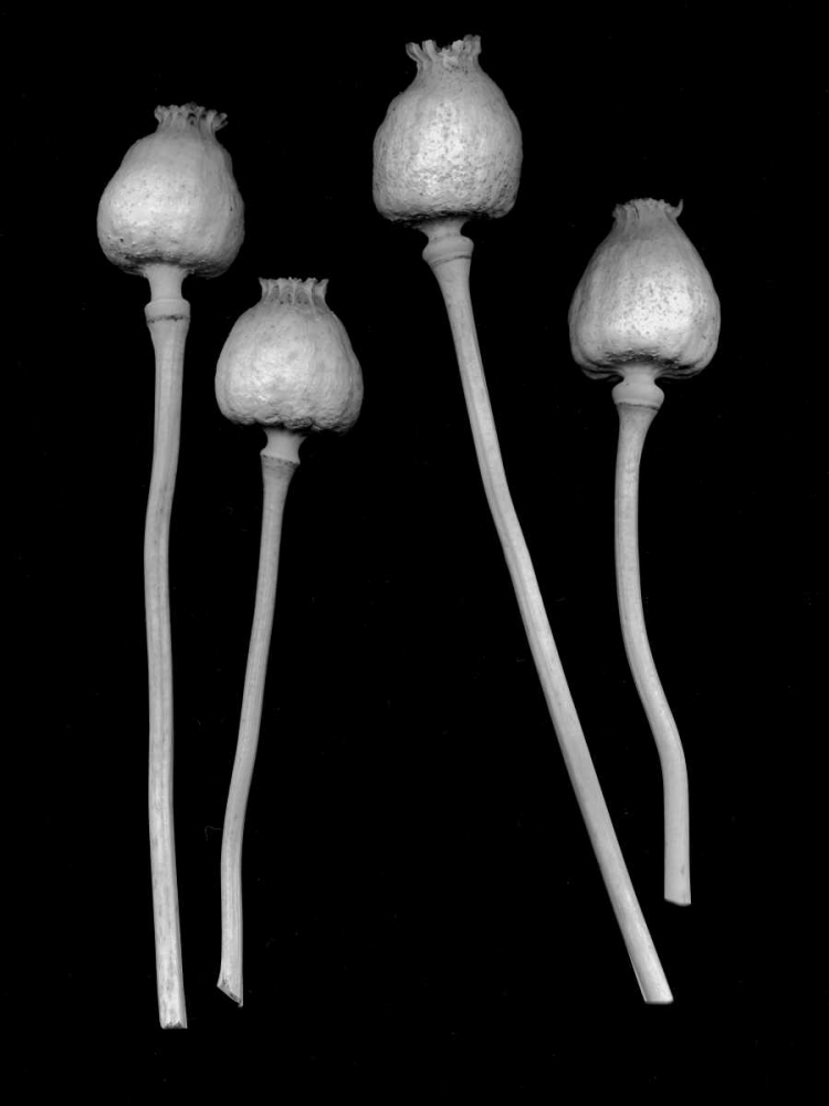 Floral B-W - 21