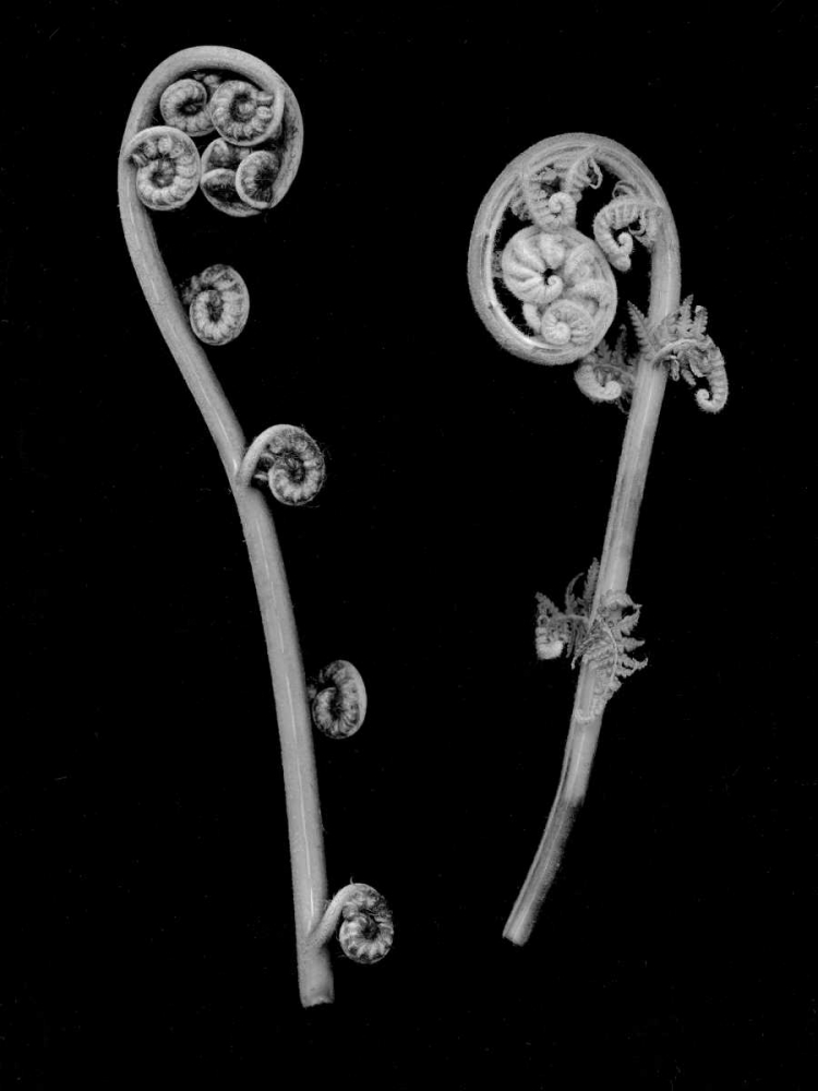Floral B-W - 22
