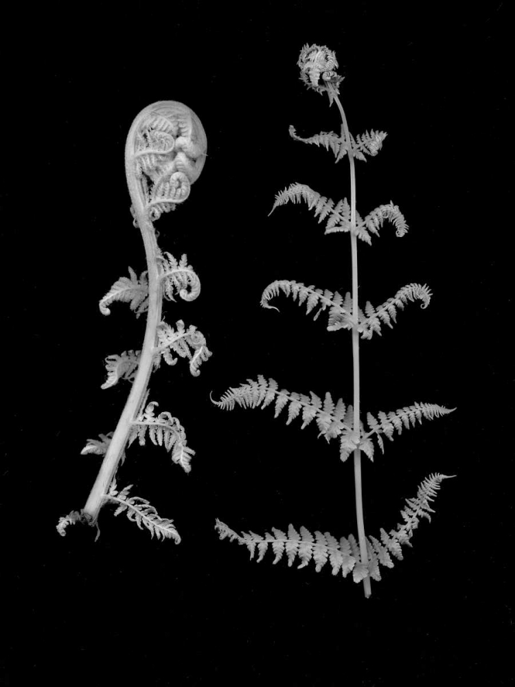 Floral B-W - 23