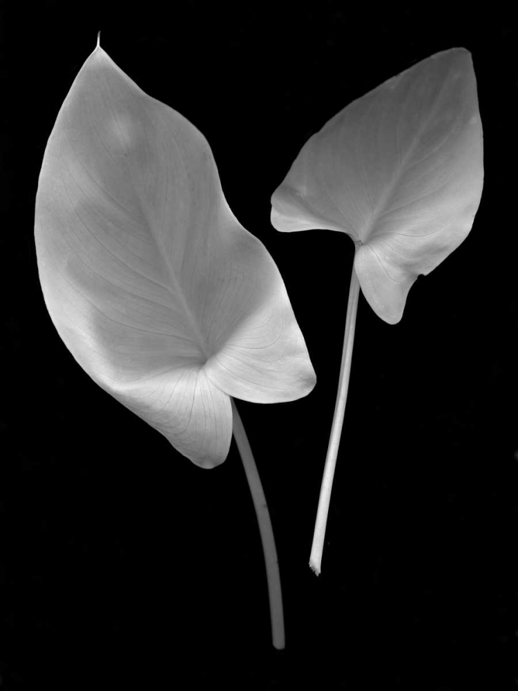 Floral B-W - 24