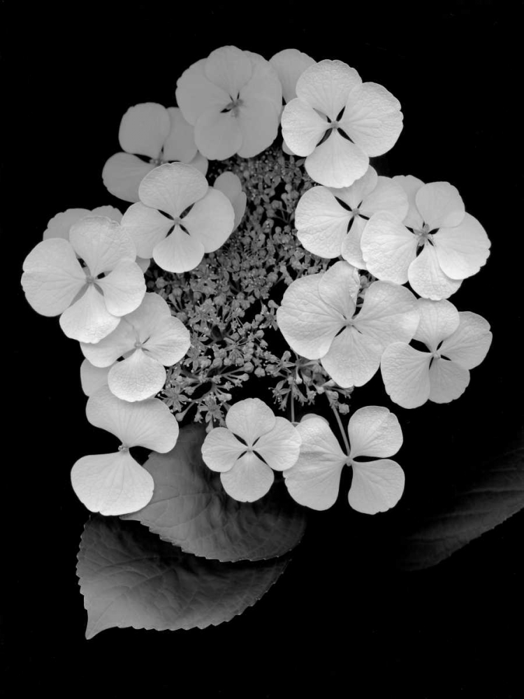 Floral B-W - 25