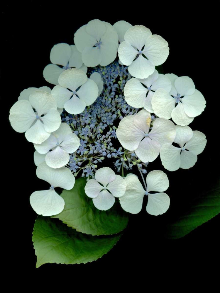 Floral Color - 25