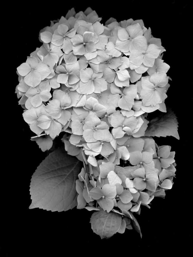 Floral B-W - 26