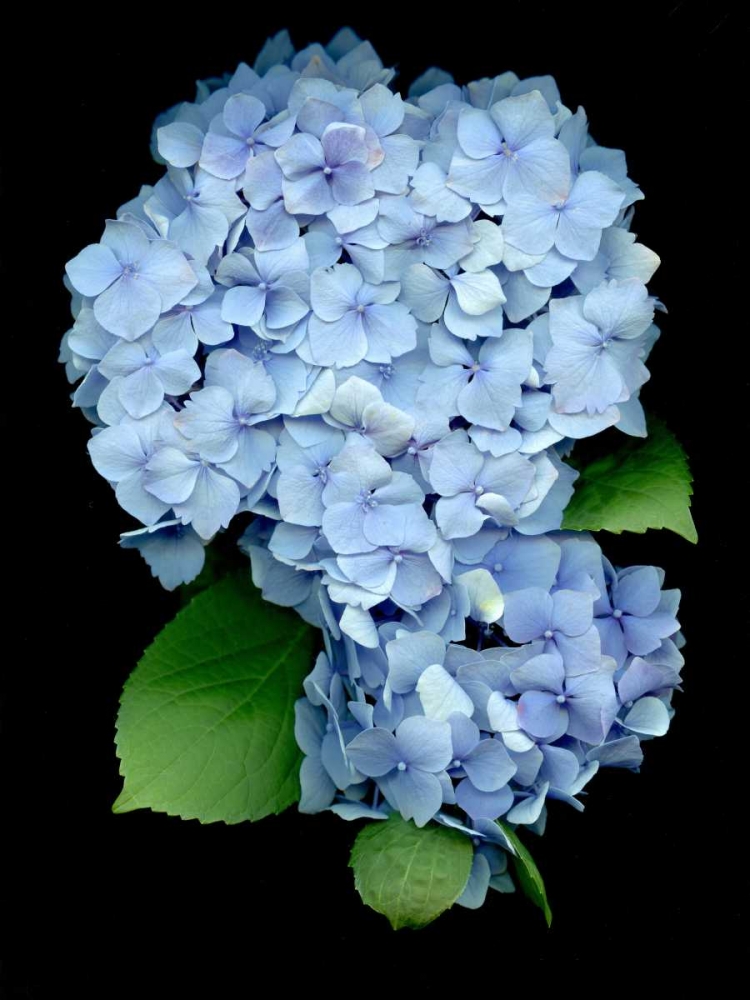 Floral Color - 26