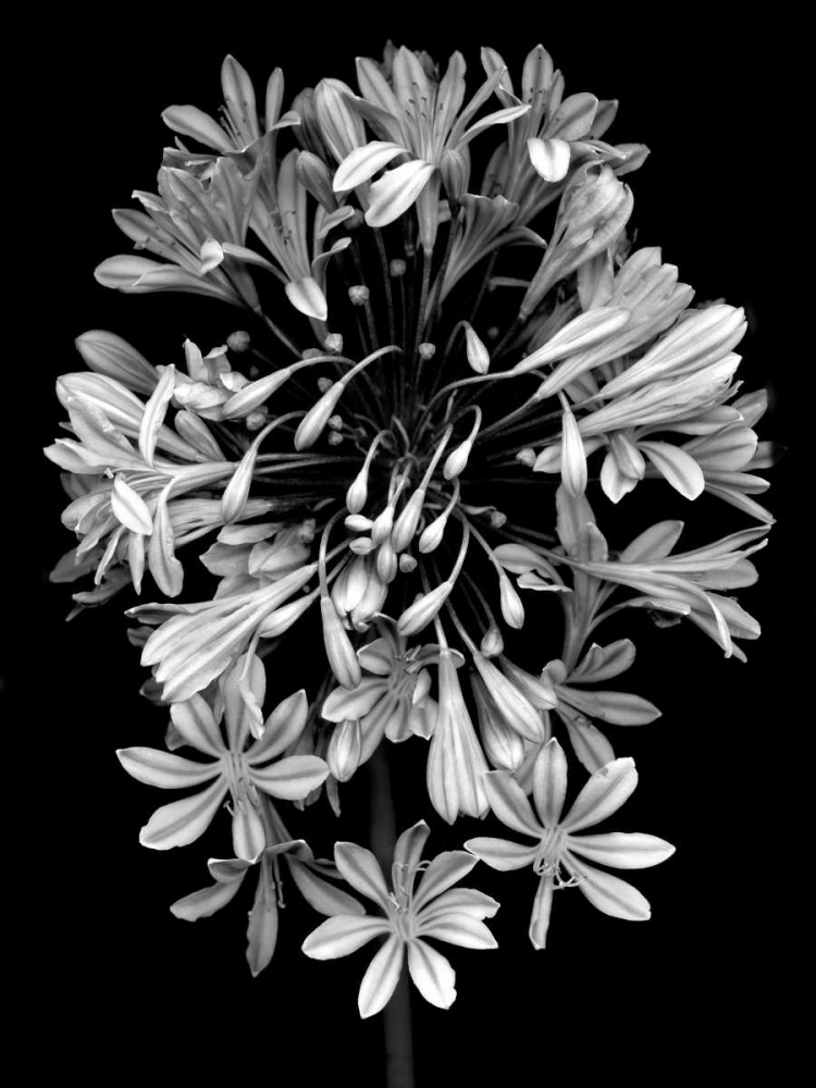 Floral B-W - 27