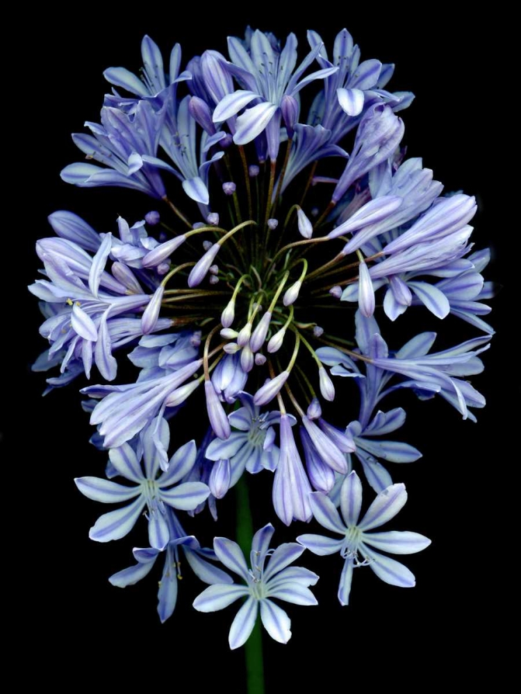 Floral Color - 27