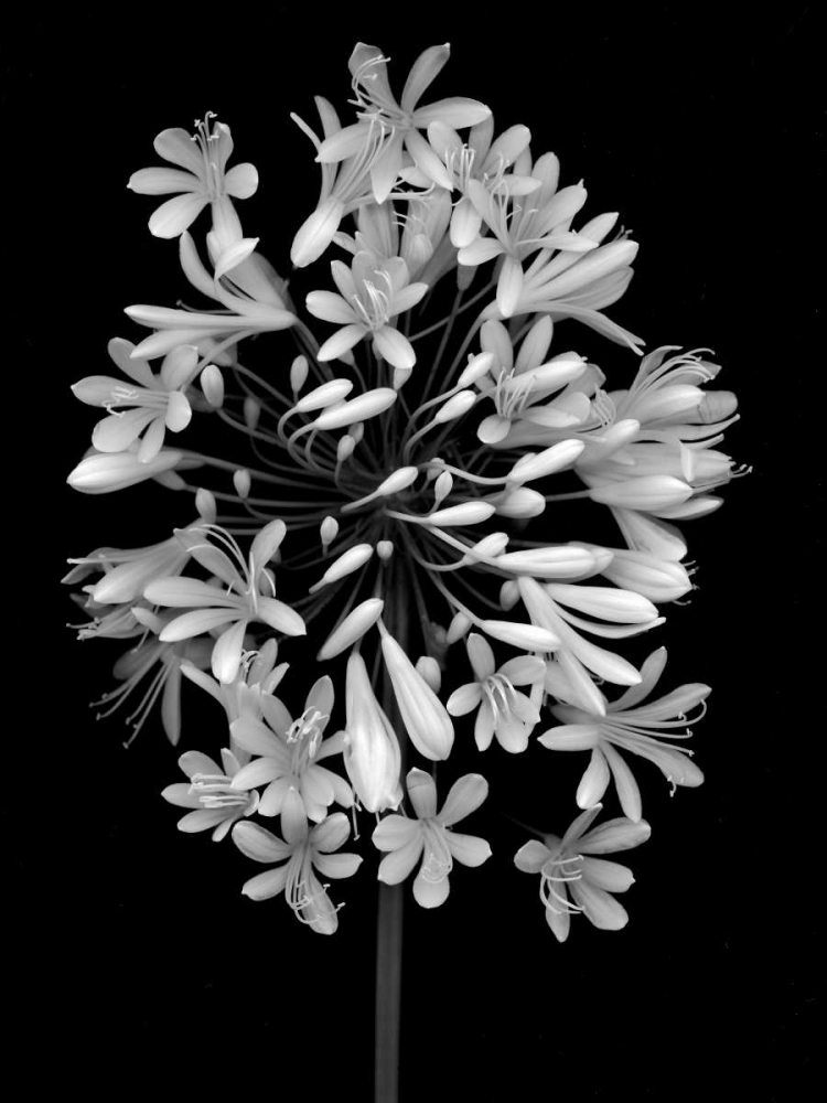 Floral B-W - 28