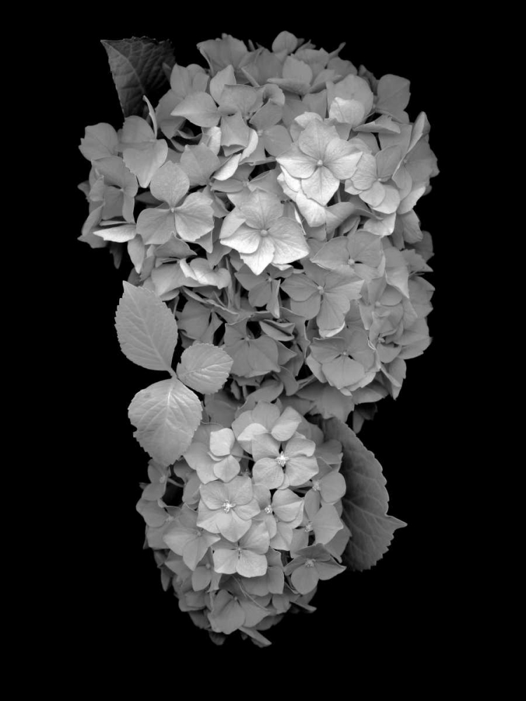 Floral B-W - 29