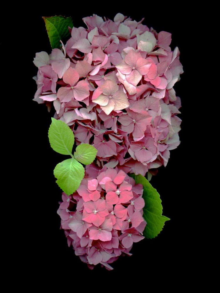 Floral Color - 29