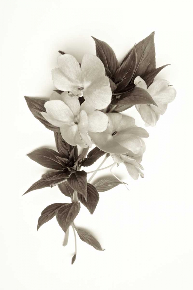 Garden Bloom - 4