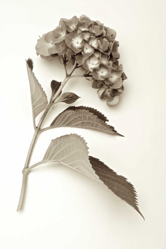 Garden Bloom - 1