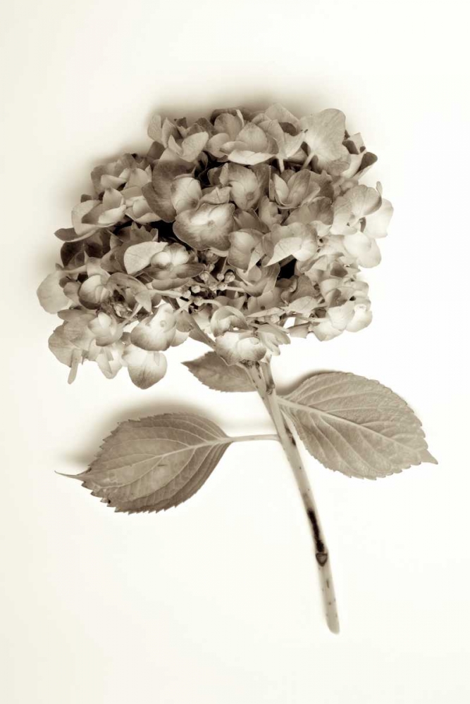Garden Bloom - 2