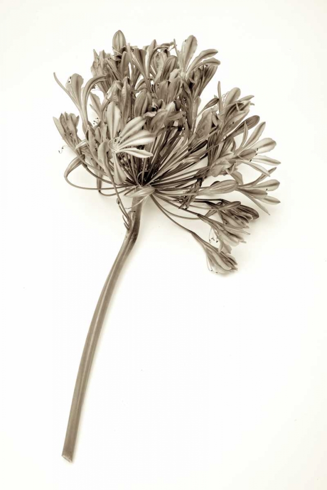 Garden Bloom - 9