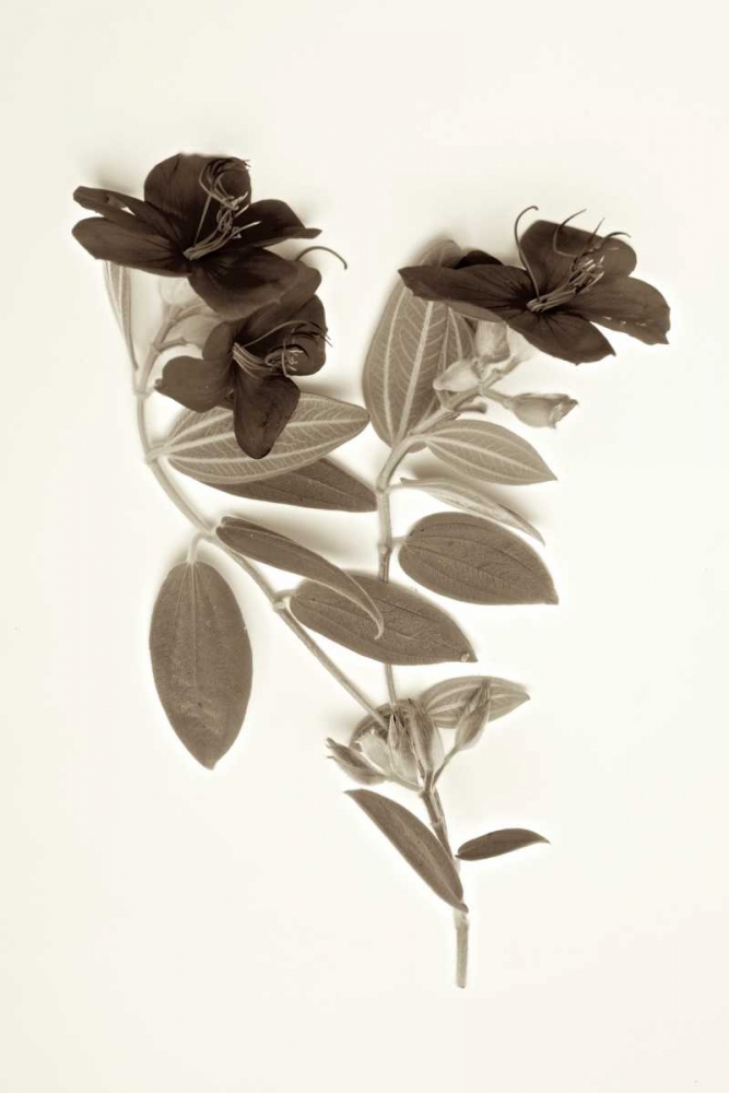 Garden Bloom - 6