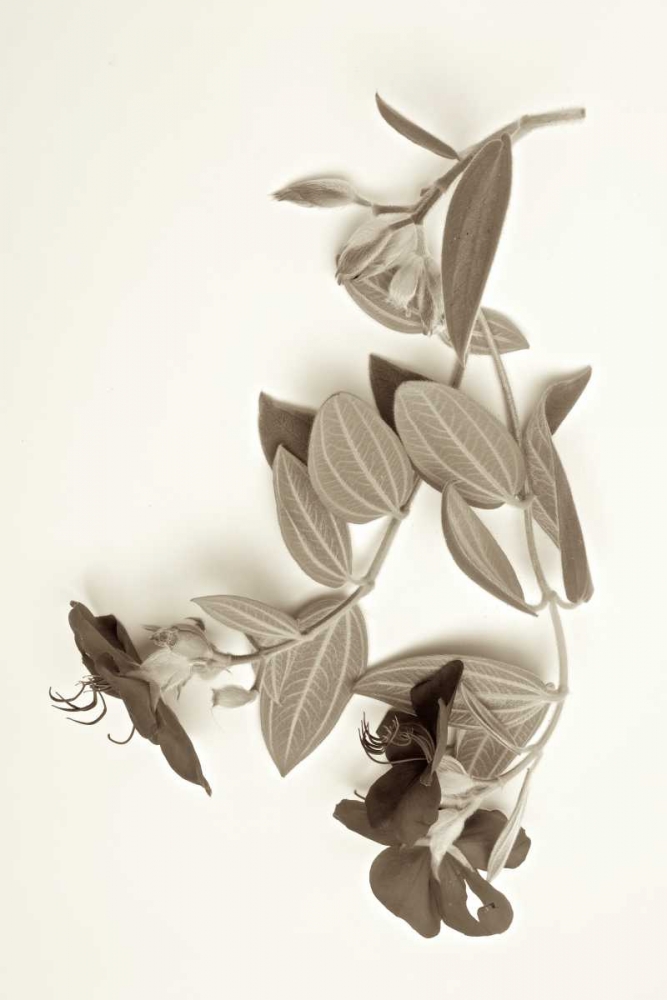 Garden Bloom - 5