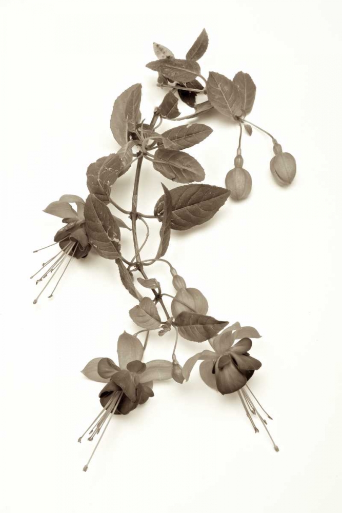Garden Bloom - 7