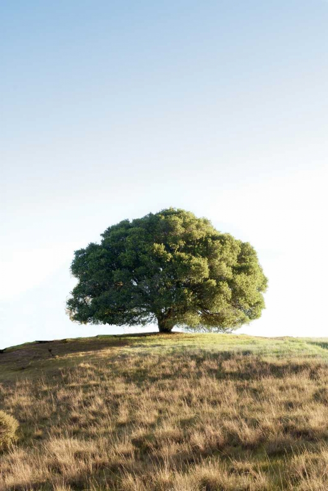 Oak Tree - 77