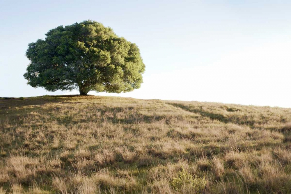 Oak Tree - 76