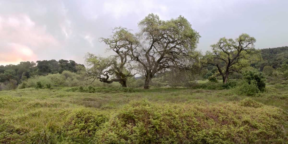 Oak Tree Pano - 133
