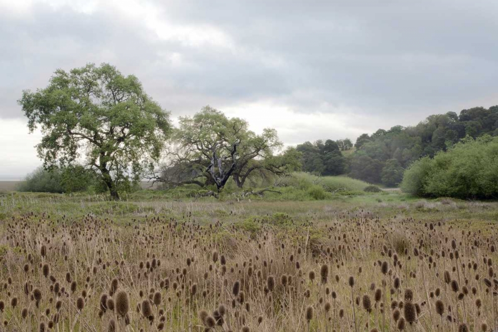 Oak Tree - 81